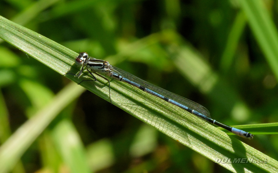 Azure Bluet (Young Male, Coenagrion puella)